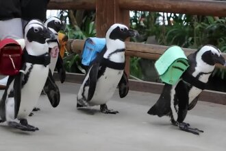 Японские пингвины надели школьные рюкзачки