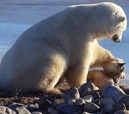 Собака - друг белого медведя (видео)