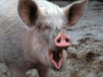 Полиция США задержала приставучую свинью