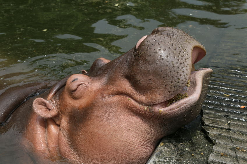 Столичный зоопарк ищет жениха бегемоту