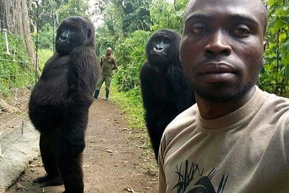 Африканец нашёл фотогеничных горилл