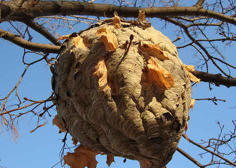 <center><b>В Испании нашли огромный пчелиный улей</center></b>