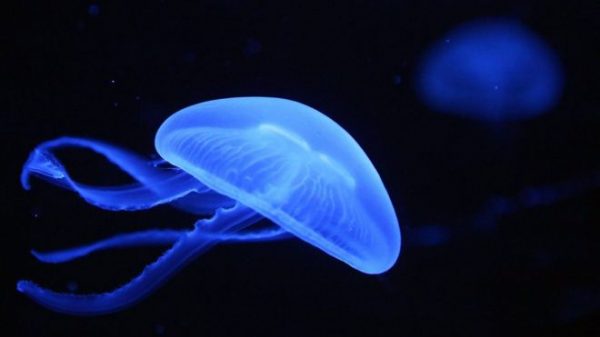 <center><b>В Китае закрыли производство поддельных медуз</center></b>