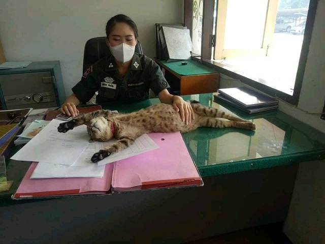 Кот из Таиланда стал полицейским
