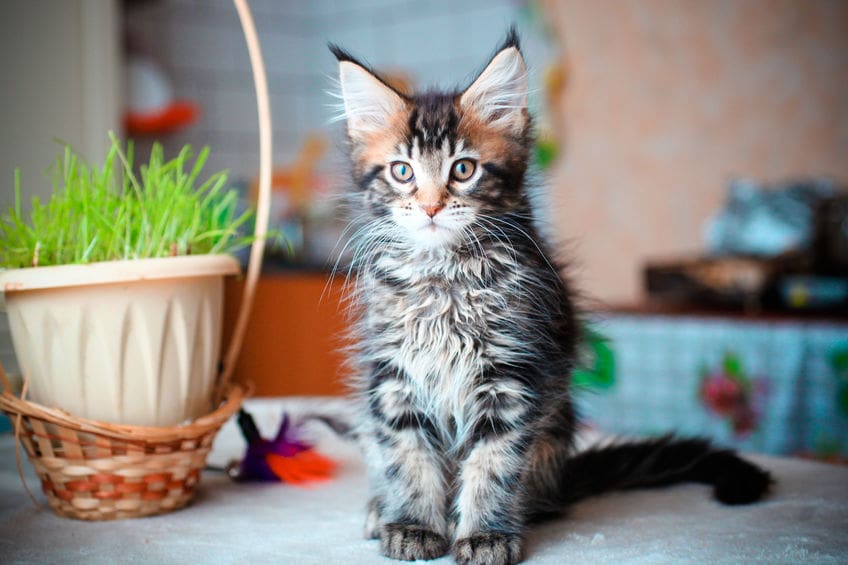 Названы любимые породы кошек у россиян в 2019 году