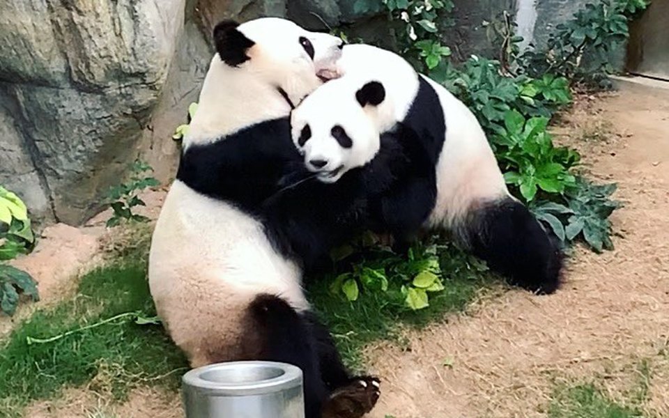 Китайские панды спарились от скуки