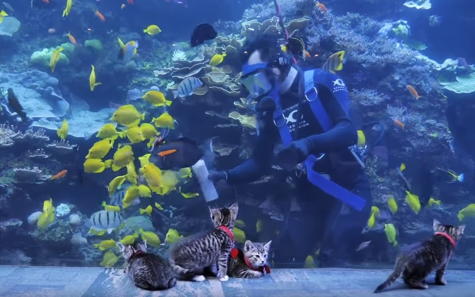 В Штатах котятам устроили экскурсию по океанариуму