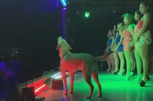 Тайский пес стал звездой ночного клуба