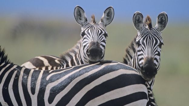 Британские ученые рассказали, зачем зебрам полоски