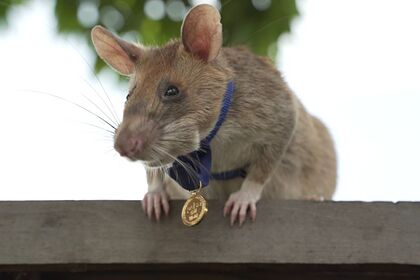 Камбоджийскую крысу наградили золотой медалью за храбрость