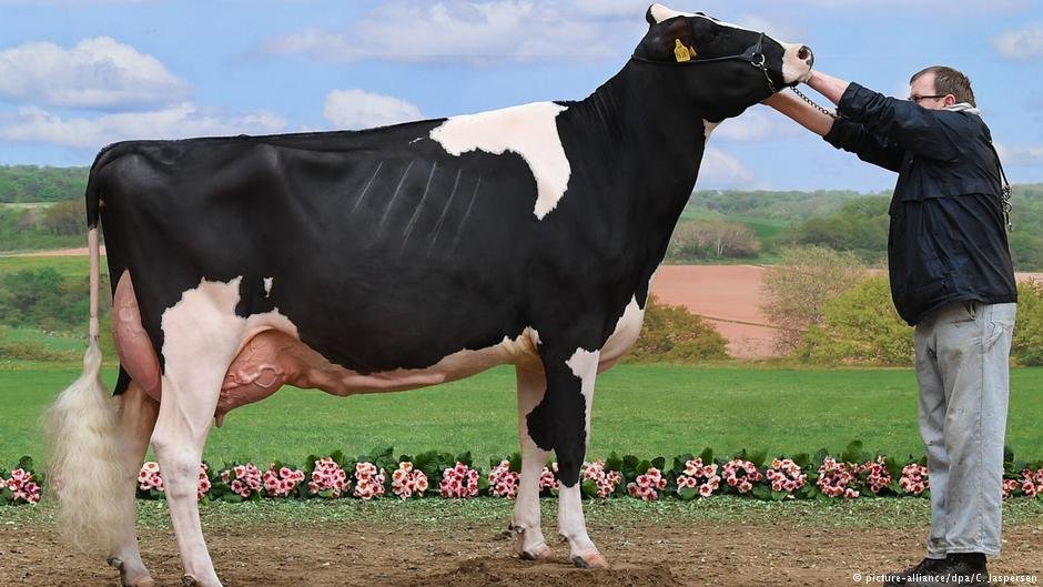 Немцы провели конкурс красоты для коров