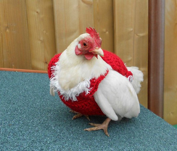 Голландцы раскупают рождественские свитера для куриц