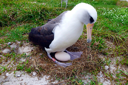 Самая старая самка альбатроса опять снесла яйцо