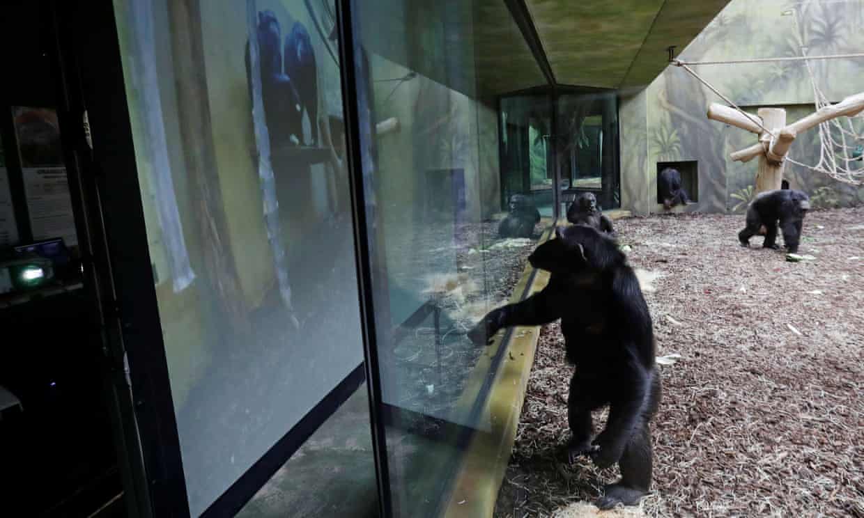 Чешский зоопарк устроил своим обезьянам конференции по Zoom