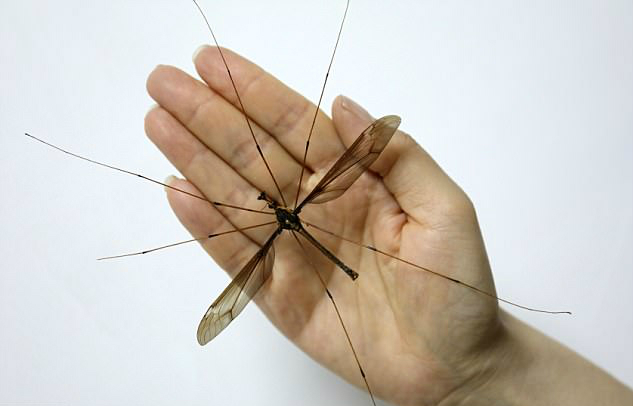 Летучие мыши в прошлом: в Китае найден комар-гигант