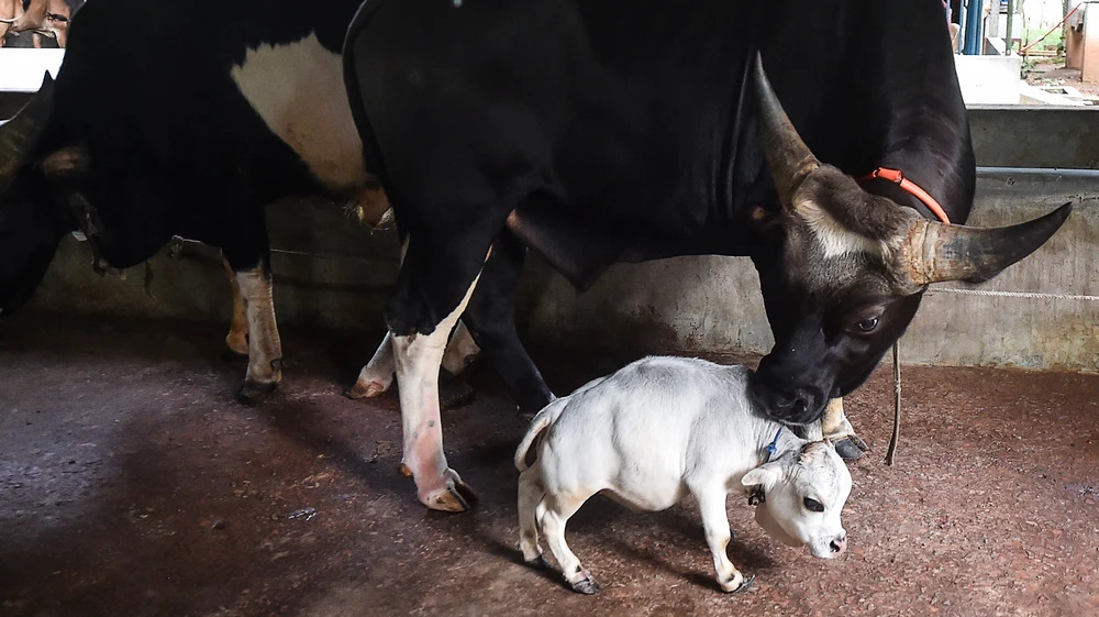 Самая маленькая корова в мире живет в Бангладеш
