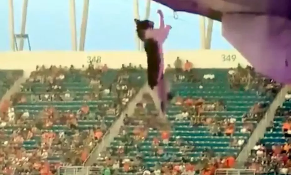 Фанаты футбола спасли кота с помощью национального флага