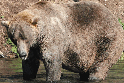 На Аляске закончили «Неделю самого толстого медведя» и выбрали победителя
