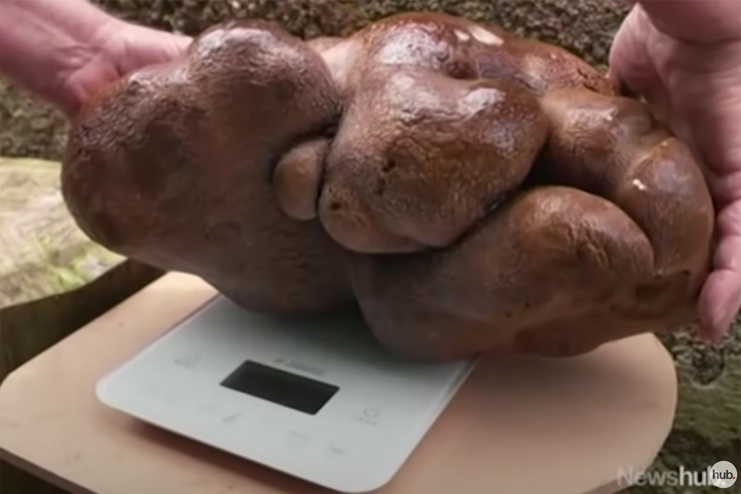 Огромной картофелине из Новой Зеландии дали собственное имя