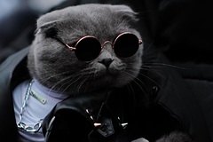 Самый стильный кот Чечни получил диплом