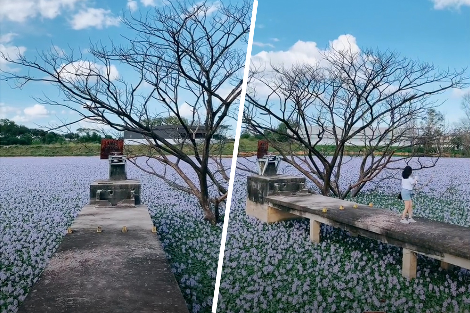В Малайзии нашли цветущее озеро
