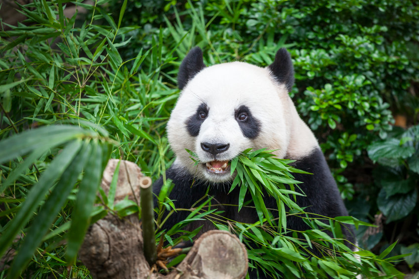 Стало известно, почему панды едят растения и не худеют