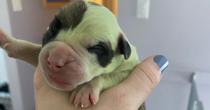 Редкий зеленый щенок родился в Канаде