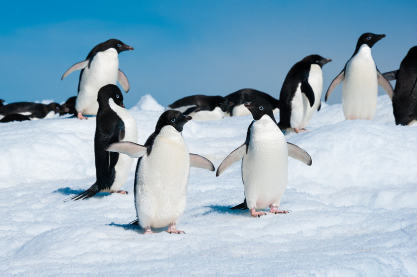 Открыта вакансия уборщиков за пингвинами в Антарктиде