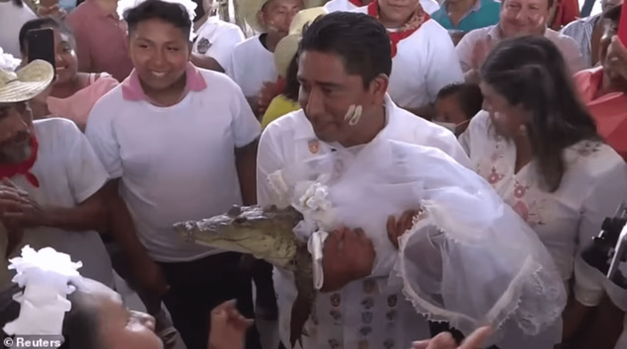 В Мексике мэр города женился на крокодиле