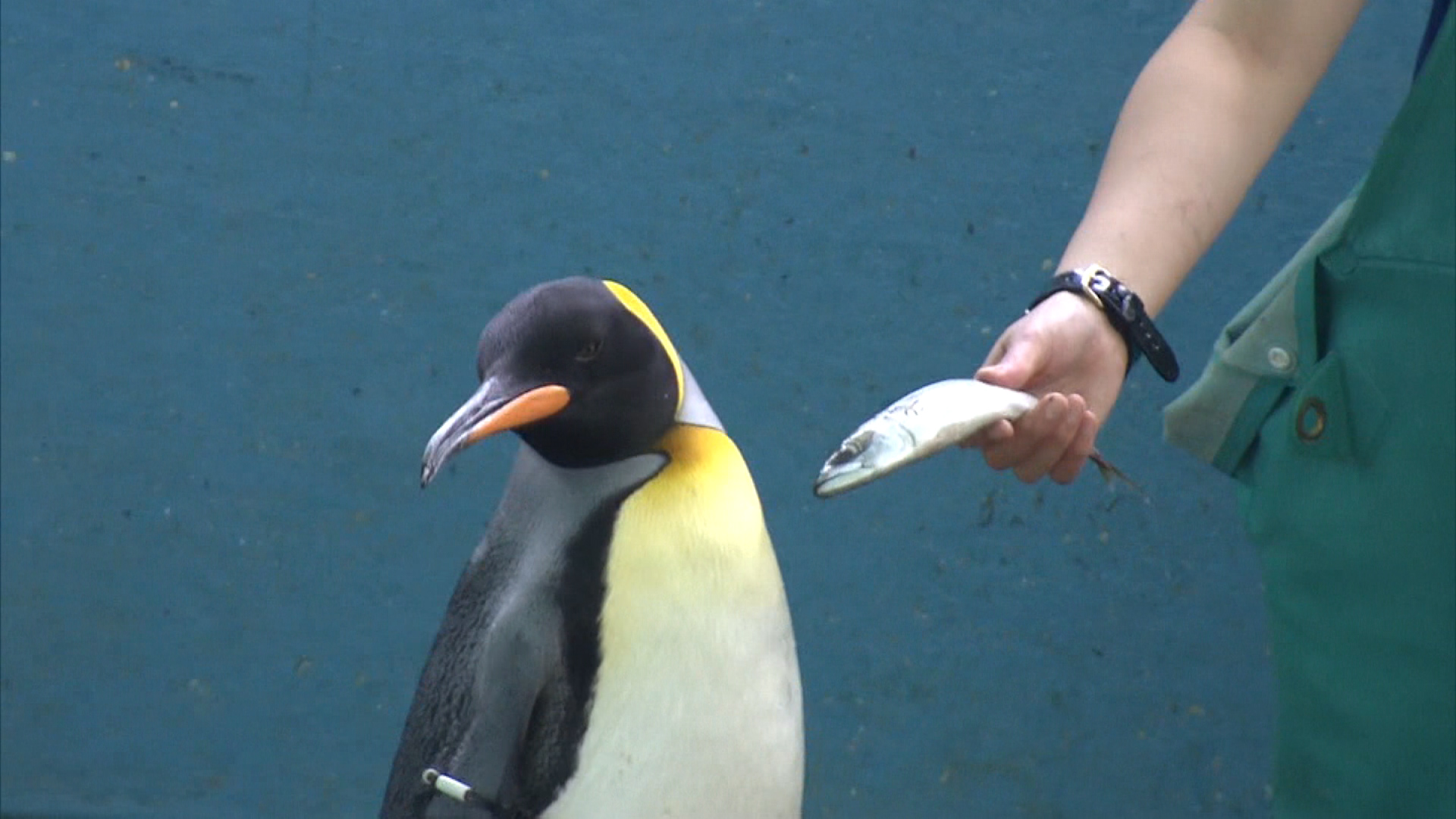 Воротят клюв: японским пингвинам не понравилась дешевая рыба