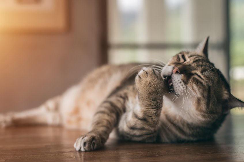 Британская зоопсихолог назвала признаки измены кошки
