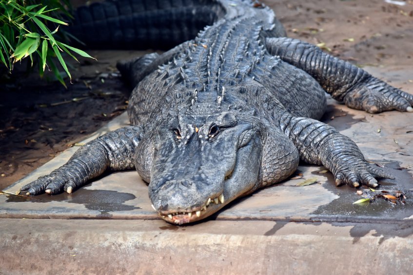 Китайцы начали ползать по-крокодильи