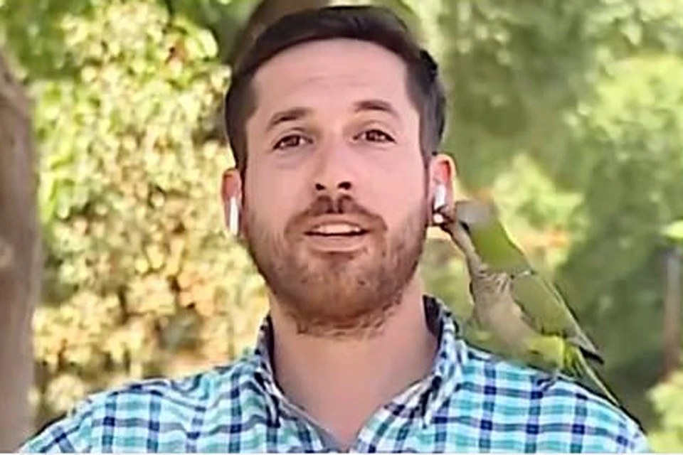В Чили попугай ограбил журналиста