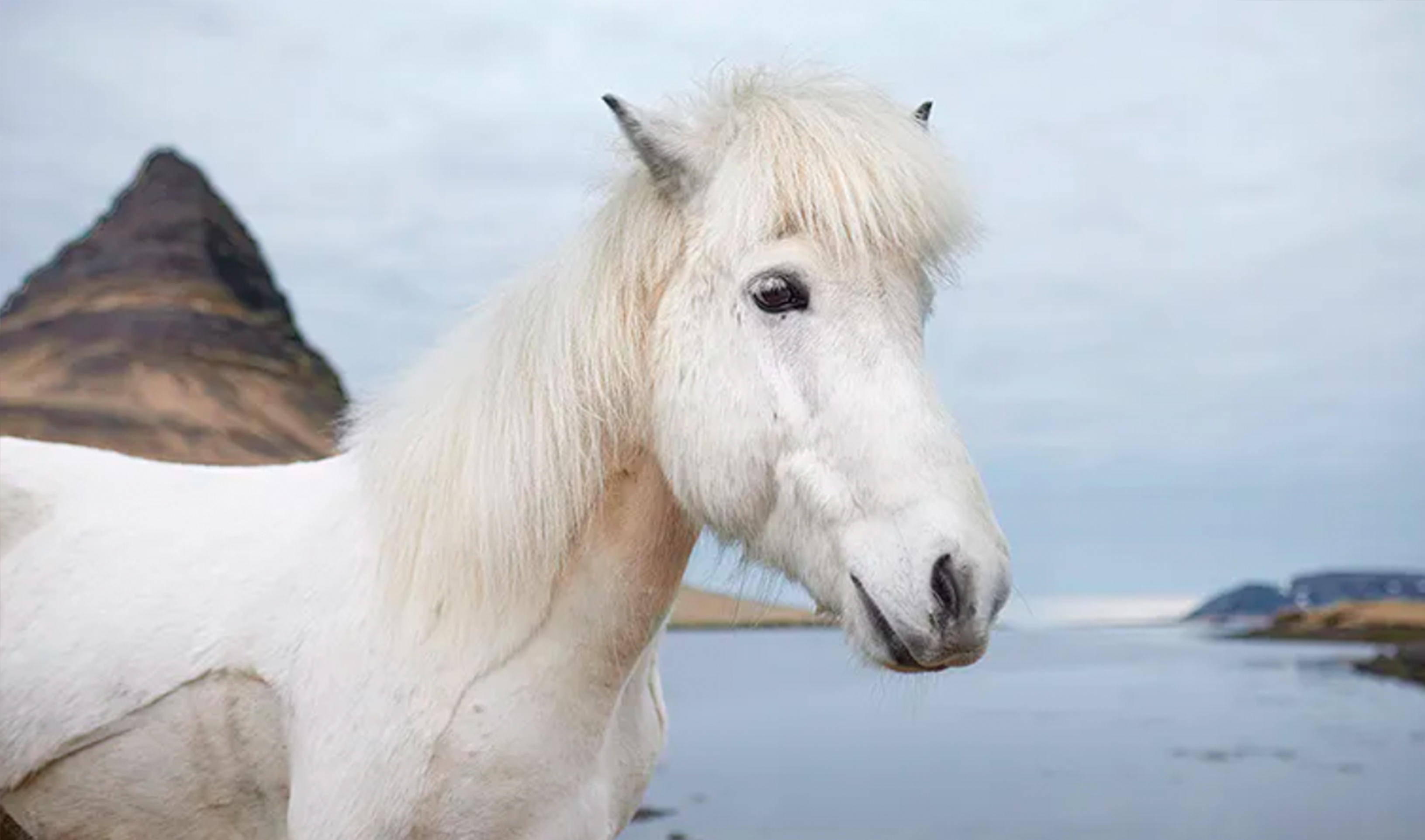 Исландские лошади напишут ответ вашему боссу