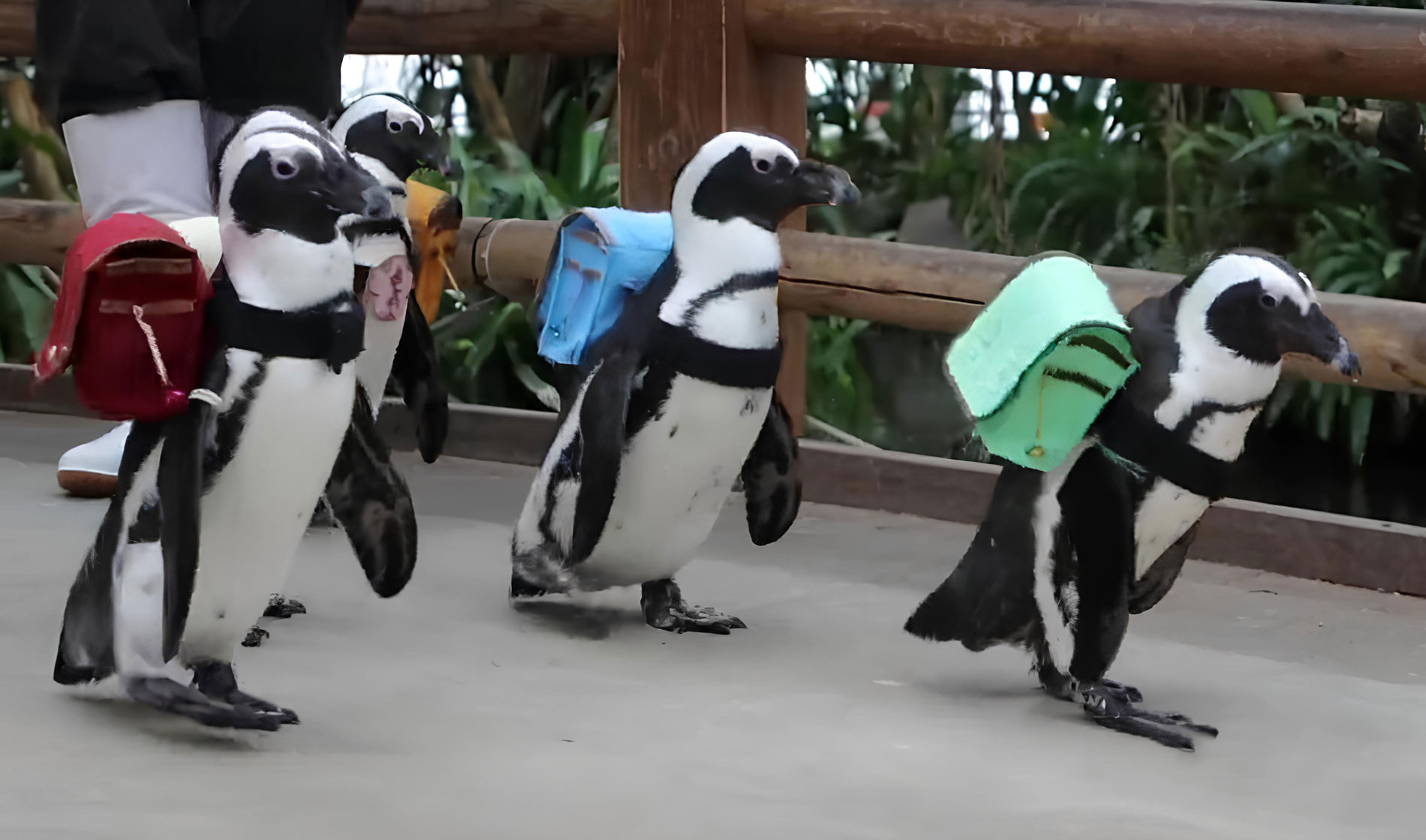 Японские пингвины надели школьные рюкзачки