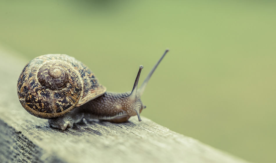 Левше-улитке ищет невесту вся Новая Зеландия